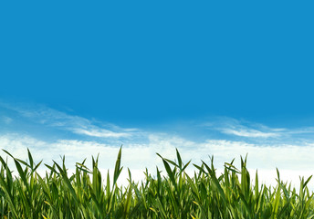 Obraz premium spring green grass field