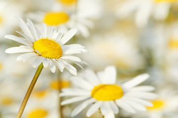 Fototapeta premium white marguerite flowers
