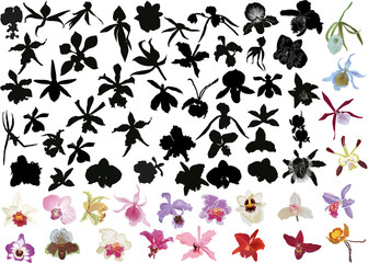 Fototapeta na wymiar duży zestaw storczyków czarnych i kolorowych na białym tle