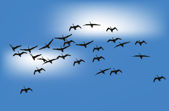 swans in blue sky illustration