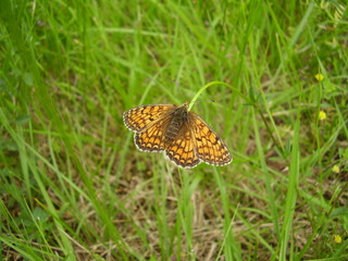 Heath Fritillary Butterfly (Mellicta athalia)