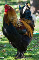 Gallus gallus