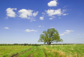 Fototapeta na wymiar Single oak in the spring.
