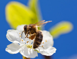 Bee on apple blossom, macro shot