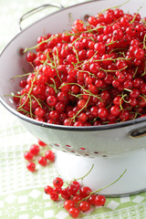Red currant