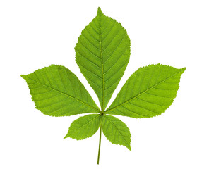 Naklejka na ściany i meble chestnut leaf