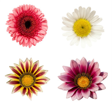 a collage of four flowers