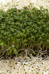 Fresh alfalfa sprouts and cress on white background
