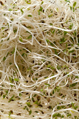 Fresh alfalfa sprouts on white background