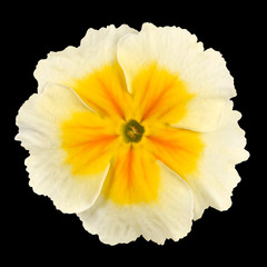 Primrose Flower Isolated - White with Yellow Center