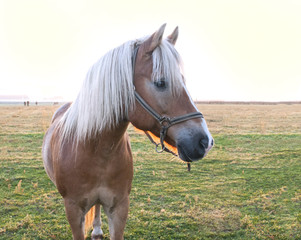 Obraz premium Horse head