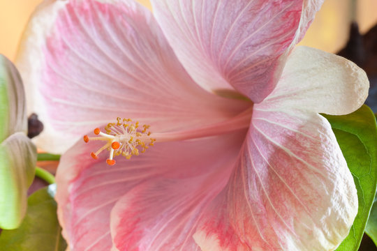 Fototapeta hibiscus rose pastel