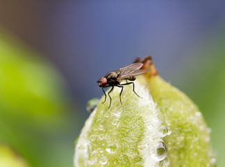 Fly on flower bud