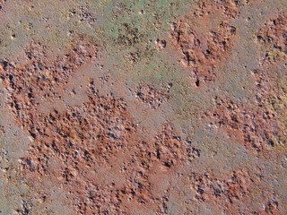Rost