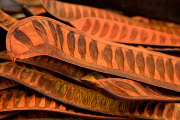 Acacienschoten - Flammenbaum