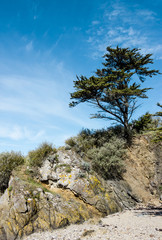 Landscape with a pine tree on a cliff