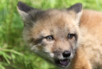 Naklejka premium bébé renard