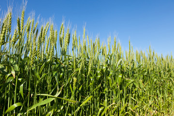 Wheat field