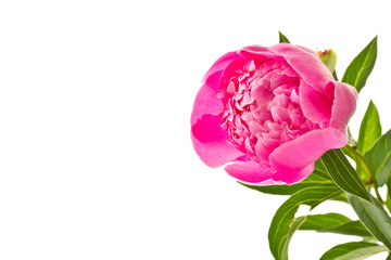 pink peony