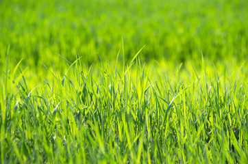 grass background