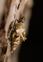 Larva Psychidae
