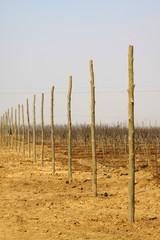 rows of stump in the field in winter