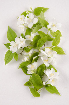 Philadelphus microphyllus / Seringat