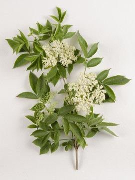 Sambucus nigra / Sureau noir