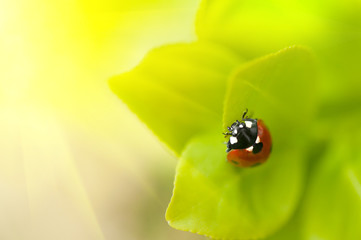 Ladybug