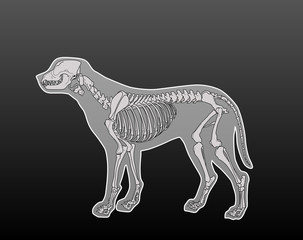 Dog Skeleton