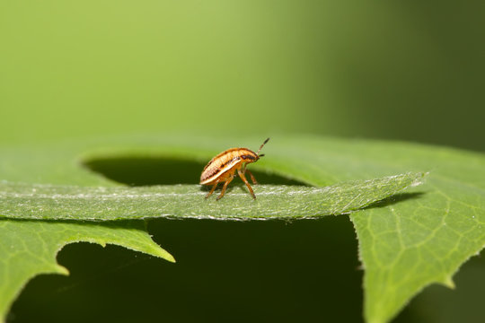 stinkbug