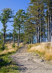 Autumn forest in sunny weather in Poland