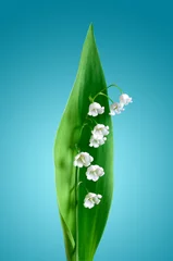 Lily Of The Valley