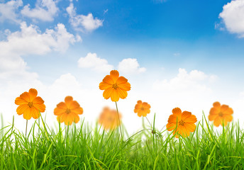 Yellow flowers, green grass and butterfly