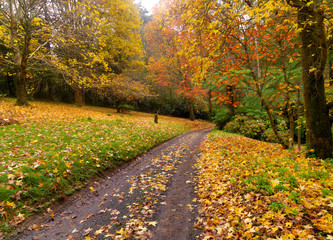Autumn on the country road Australia