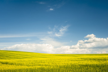 Obraz premium Horizon with yellow field