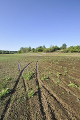 Tracks at the bottom of drained lake