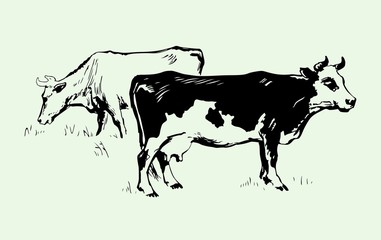 Two cows