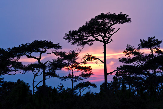 Beautiful sunrise and apline tree