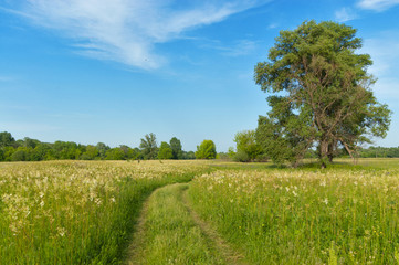 Fototapeta na wymiar Beautiful country road, green meadow. Spring nature
