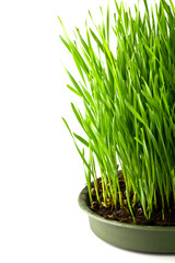 Green grass in a pot isolated on a white background