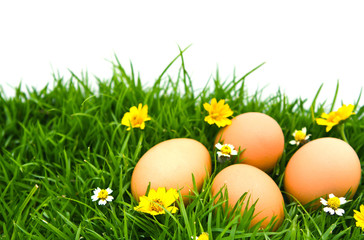 Easter Eggs with flower on Fresh Green Grass over white backgrou