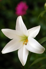 White Lilly