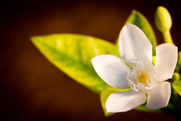 white flower over brown background