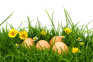 Fototapeta premium Easter Eggs with flower on Fresh Green Grass over white backgrou