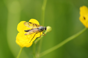 Schnepfenfliege