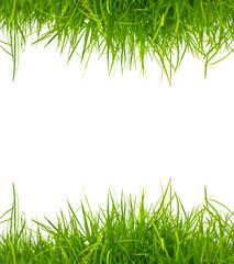 Fresh spring green grass on white background with copy space.