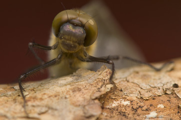 Cordulia aenea