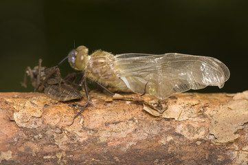 Cordulia aenea - chrysalis, metamorphosis