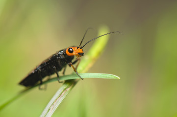 Acantholyda erythrocephala